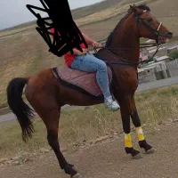 اسب|اسب و تجهیزات اسب‌سواری|اردبیل, |دیوار