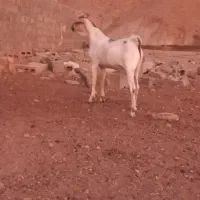 نر سومال اصل