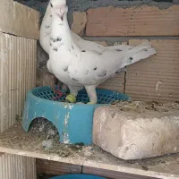جفت سار عتیقه