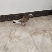 کفتر