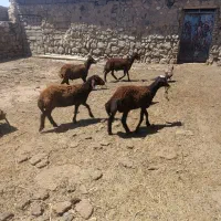فروش ۴راس بره افشاری