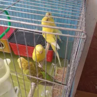مرغ عشق