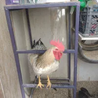 خروس چاق وچله