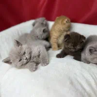 گربه گوش صاف/اسکاتیش آنفولد