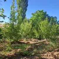 فروش خانه باغ گودال گوغر بافت