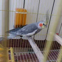 عروس هلندی نر
