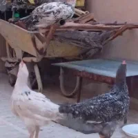 جوجه محلی