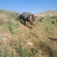 قوچ تخمی درجه یک نمونه