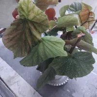 گل طبیعی