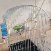 عروس هلندی