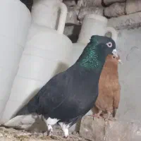 زاغ دمسفید نر