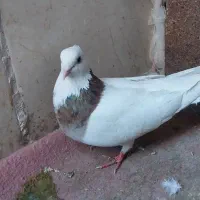 کفتر طوقی