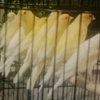 قناری زردوموزاییکی