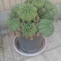 گل کاکتوس