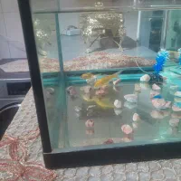اکواریوم