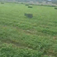 کارگر یا راننده تراکتور