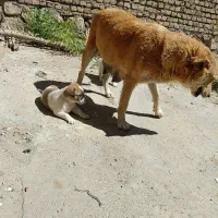 طوله سگ خراسانی