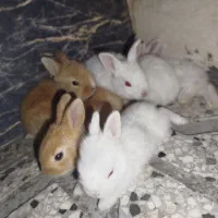 برای فروش