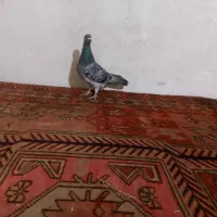 کفتر|پرنده|بستان آباد, |دیوار