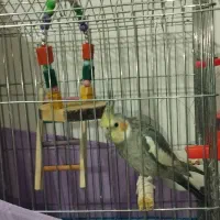 عروس هلندی سخنگو