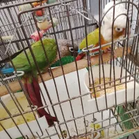 گیرینچیک|پرنده|خمین, |دیوار