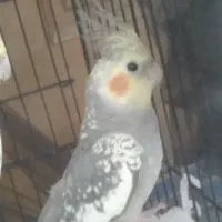 عروس هلندی نر مست