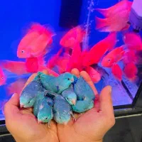 طوطی پروتلت کوچکترین طوطی دنیا