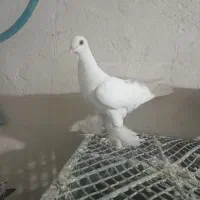 کبوتر لوتی .کاشان نر .جوجه تهرانی