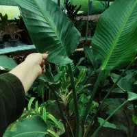 گل و گلدان های کادویی شیک