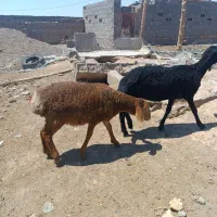 دو عدد بره ماده جنس دار. مفت