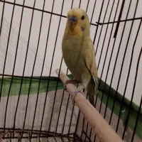مرغ عشق  نیمه اشتی بالغ 450