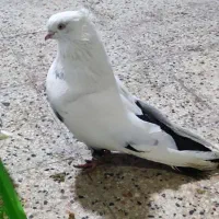 کبوتر دمبی کاکولی کشیده و قواره دار