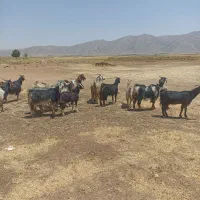 فروش بز ترکی جوان