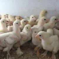جوجه برهما...