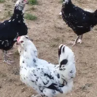 مرغ گلین