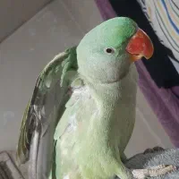 شاه طوطی شاه تخم
