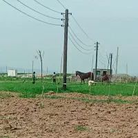فروش زمین کشاورزی باغی آبی،(قمشه) نقد