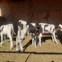 گاو گوساله