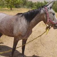 اسب مادیان چهار سال