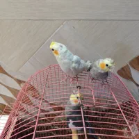 جوجه عروس هلندی