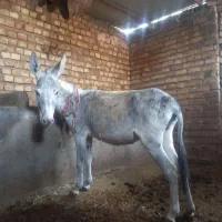 خرمادهسالمسرحال