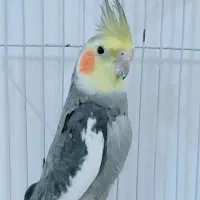 طوطی/عروس هلندی/جنسیت نر/سخنگو