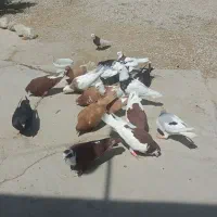 تعداد ۲۰ تا کبوتر رنگی بهبهانی پلاکی