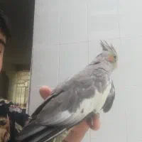 عر و س هلندی نیمه دستی ۲  ماهه