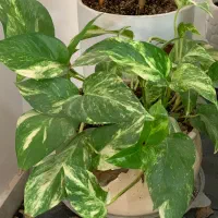 گل و گیاه|گل و گیاه طبیعی|نیشابور, شریعتی|دیوار