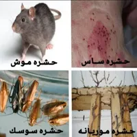 سمپاشی/موریانه زدایی کل اهواز/سم پاشی انواع حشرات|خدمات نظافت|اهواز, کیانپارس |دیوار
