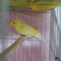 قناری نر