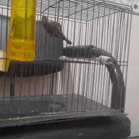 سهره قناری نر بخون کاکلی