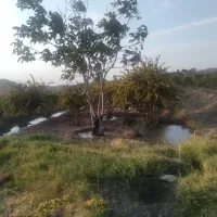 فروش-زمین-کشاورزی-با-سند-تک-برگ
