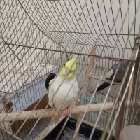 یک جفت عروس هلندی